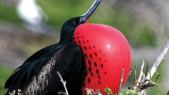 Birds sea birds Frigatebird