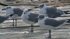 Birds seagulls wooden planks