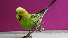 Birds Skateboarding