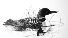 Birds sketches grayscale loon