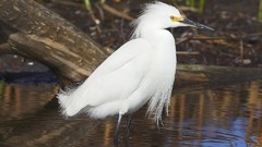Birds snowy egret