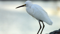 Birds snowy egret egrets