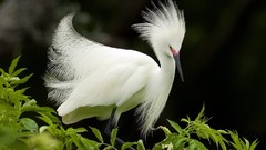 Birds snowy egret egrets