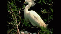 Birds snowy egret egrets