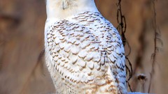 Birds snowy owl Owls
