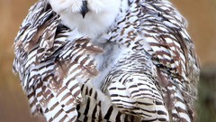Birds snowy owl Owls