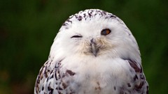 Birds snowy owl wink Owls