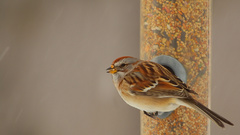 Birds sparrow