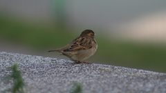 Birds sparrow
