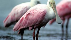 Birds spoonbills
