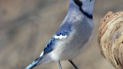 Birds standing blue jay