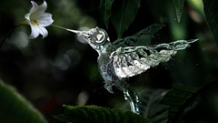 Birds steampunk hummingbirds mechanical creature