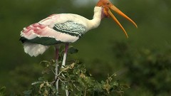 Birds storks