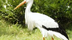 Birds storks wildlife