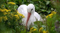 Birds storks yellow flowers