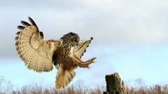 Birds stump wings Owls