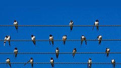 Birds swallow bing power lines