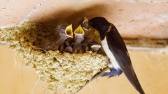 Birds swallow nest feeding