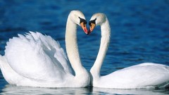 Birds Swans couple