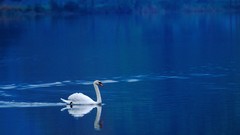 Birds Swans swimming lakes