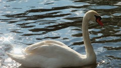 Birds Swans White Bird