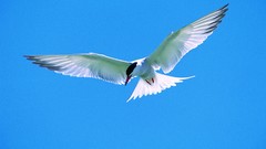 Birds tern