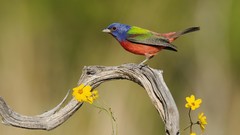 Birds Texas Painted Bunting