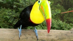 Birds toucans