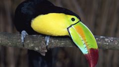 Birds toucans