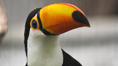 Birds toucans
