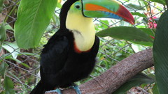Birds toucans