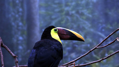 Birds toucans