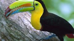 Birds toucans