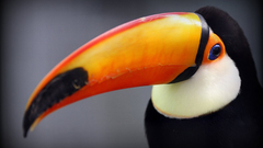 Birds toucans
