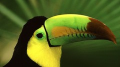 Birds toucans