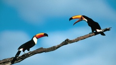 Birds toucans