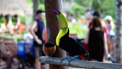 Birds toucans