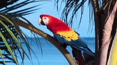 Birds tropical Parrots Scarlet