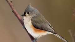 Birds Tufted titmouse