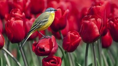 Birds tulips red flowers Wagtails