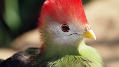 Birds Turaco