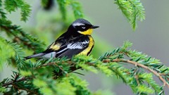 Birds Warblers