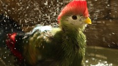 Birds water drops national geographic Turaco