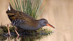 Birds Water Rail