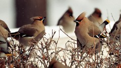 Birds waxwing