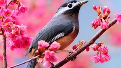 Birds White-eared Sibia