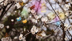 Birds white flowers cherry blossoms Smashing magazine