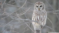 Birds White Owl