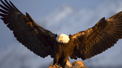 Birds wildlife Alaska Eagles
