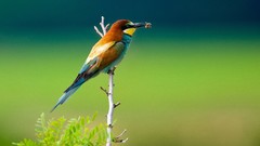 Birds wildlife Bee Eaters